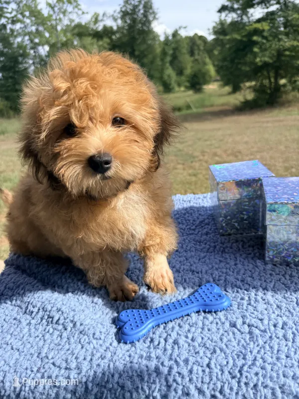 Rooster – Shihpoo puppy for sale in Rusk, TX