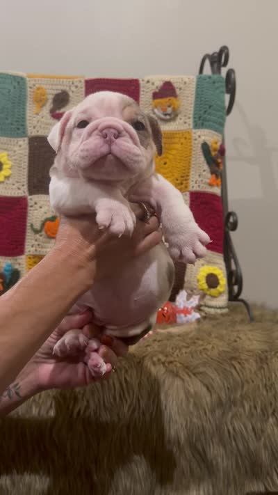Sable , a female English Bulldog for sale in Rusk, TX – 7 of 7