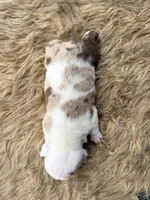 Sable , a female English Bulldog for sale in Rusk, TX – 3 of 5