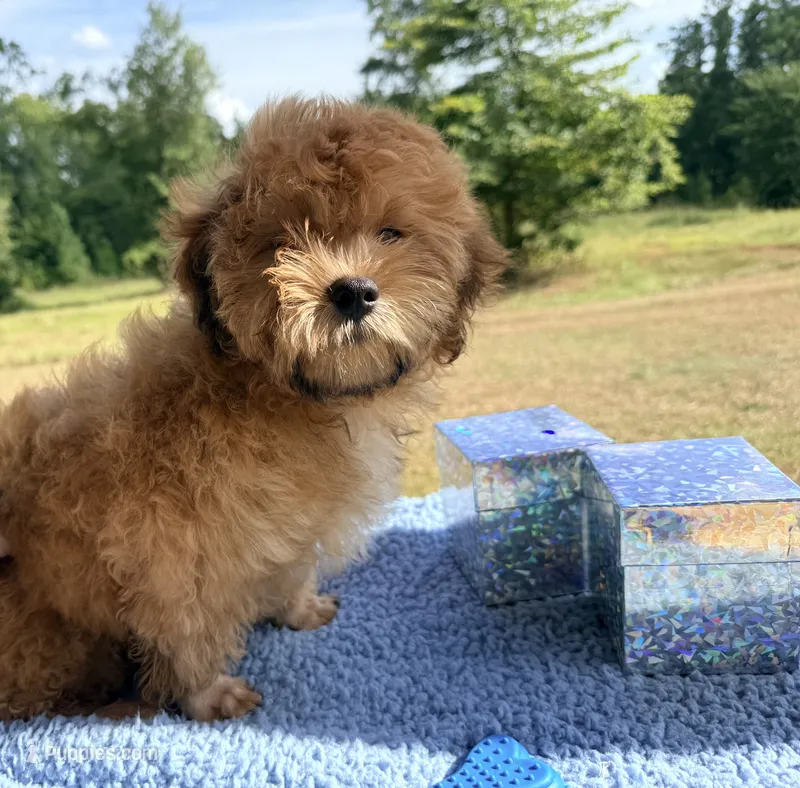 Doc – Shihpoo puppy for sale in Rusk, TX