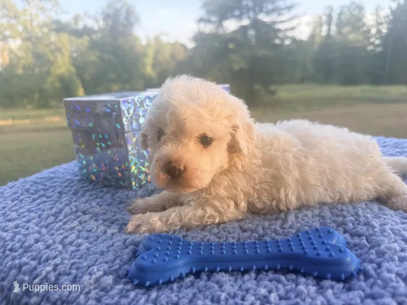 Monty – Poochon puppy for sale in Rusk, TX