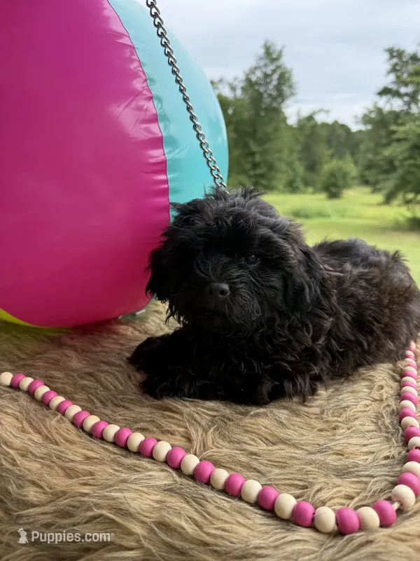 Lainey – Shihpoo puppy for sale in Rusk, TX