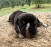 Zeus, a male English Bulldog for sale in Rusk, TX – 2 of 5