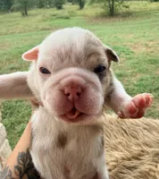 Sable , a female English Bulldog for sale in Rusk, TX – 1 of 5