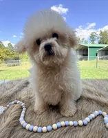 Lonnie, a male Poochon for sale in Rusk, TX – 1 of 1
