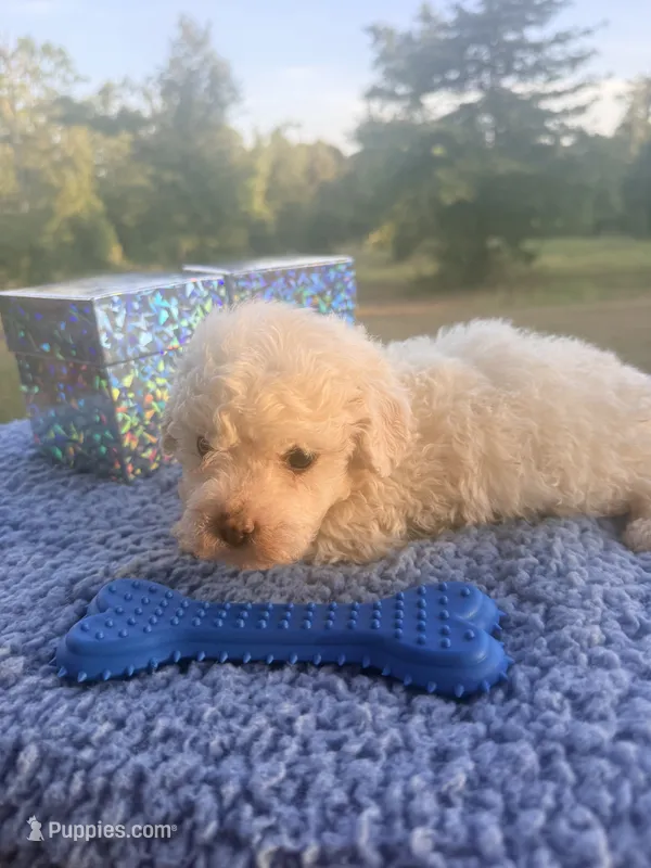 Snowflake  – Poochon puppy for sale in Rusk, TX