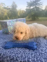 Snowflake , a male Poochon for sale in Rusk, TX – 1 of 3