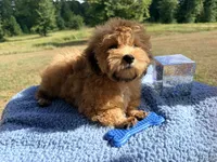Doc, a male Shihpoo for sale in Rusk, TX – 3 of 3