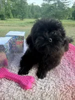 Belle, a female Shihpoo for sale in Rusk, TX – 3 of 3