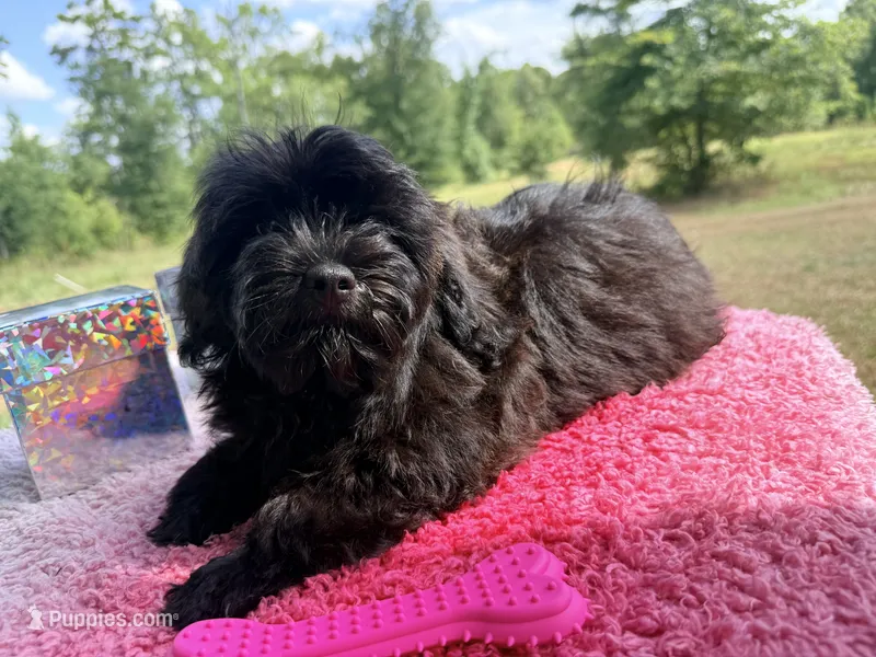 Lainey – Shihpoo puppy for sale in Rusk, TX