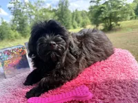 Lainey, a female Shihpoo for sale in Rusk, TX – 1 of 3