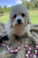 Lilly, a female Poochon for sale in Rusk, TX – 1 of 1