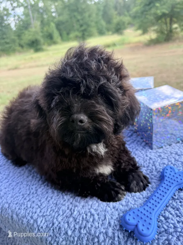 Goose – Shihpoo puppy for sale in Rusk, TX
