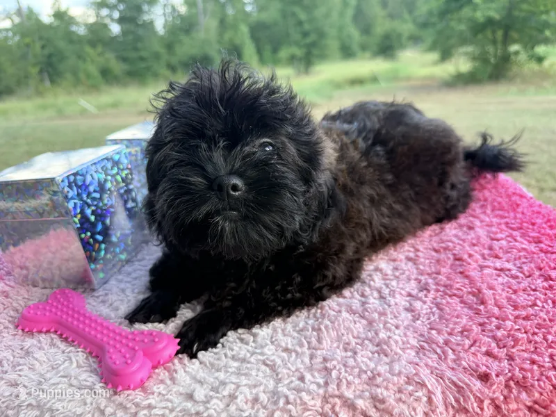 Belle – Shihpoo puppy for sale in Rusk, TX