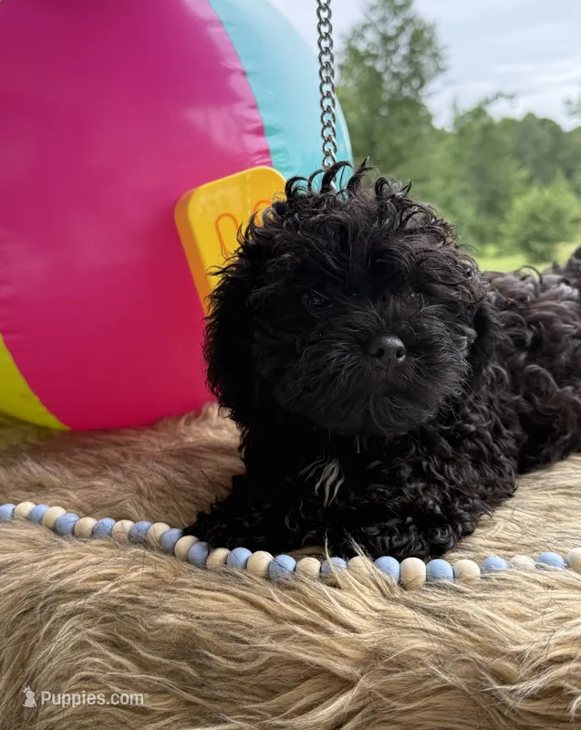 Goose – Shihpoo puppy for sale in Rusk, TX