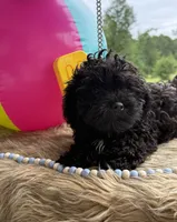 Goose, a male Shihpoo for sale in Rusk, TX – 1 of 1