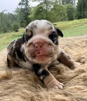 Camille , a female English Bulldog for sale in Rusk, TX – 2 of 5