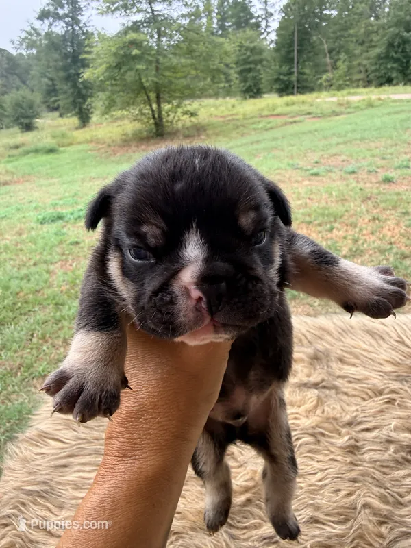 Zeus – English Bulldog puppy for sale in Rusk, TX