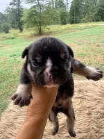 Zeus, a male English Bulldog for sale in Rusk, TX – 1 of 5