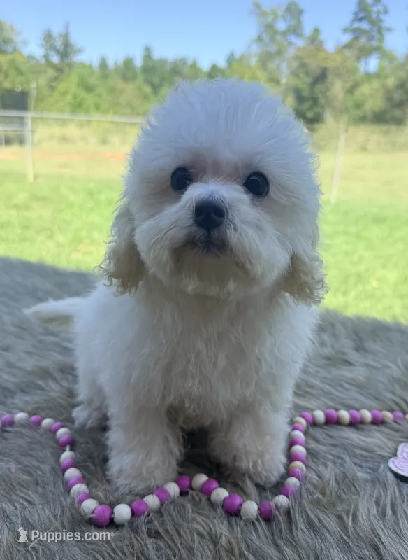Carly – Poochon puppy for sale in Rusk, TX