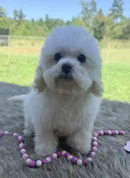 Carly, a female Poochon for sale in Rusk, TX – 1 of 1