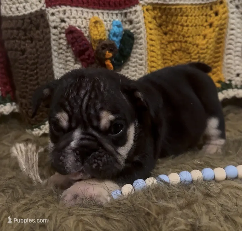 Zeus – English Bulldog puppy for sale in Rusk, TX