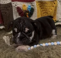 Zeus, a male English Bulldog for sale in Rusk, TX – 1 of 7