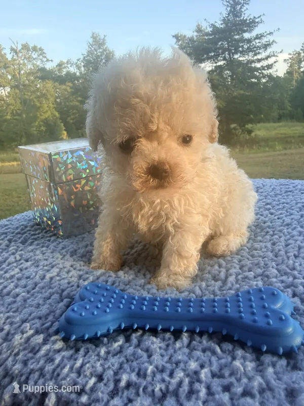 Blanco – Poochon puppy for sale in Rusk, TX