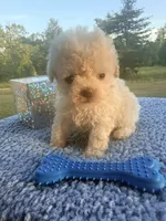 Blanco, a male Poochon for sale in Rusk, TX – 1 of 3