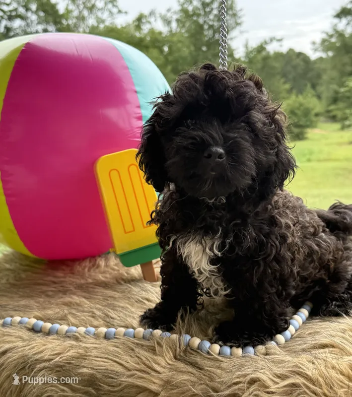 Maverick  – Shihpoo puppy for sale in Rusk, TX