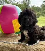 Maverick , a male Shihpoo for sale in Rusk, TX – 1 of 1