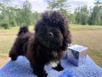 Goose, a male Shihpoo for sale in Rusk, TX – 3 of 3