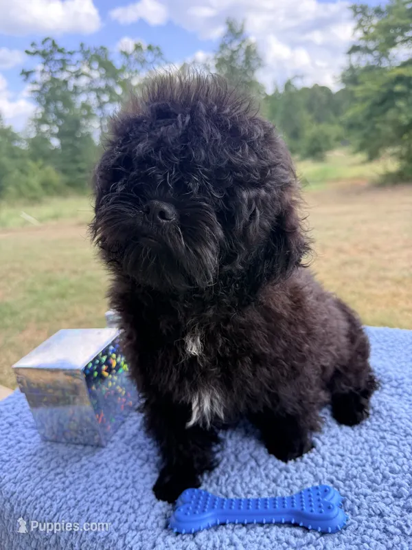 Maverick  – Shihpoo puppy for sale in Rusk, TX