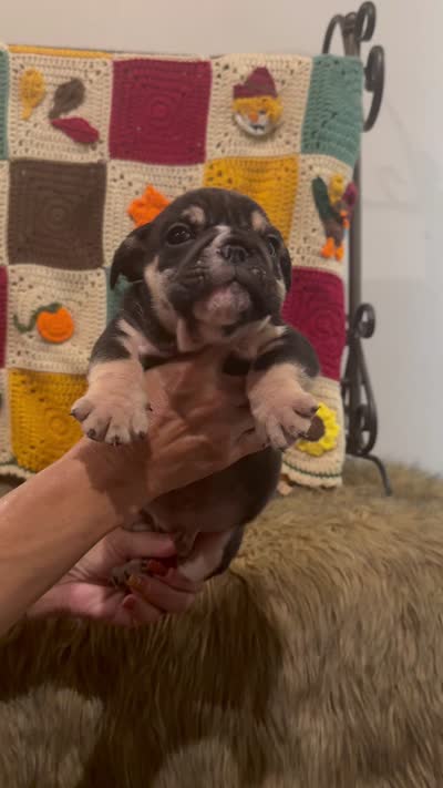 Zeus, a male English Bulldog for sale in Rusk, TX – 7 of 7