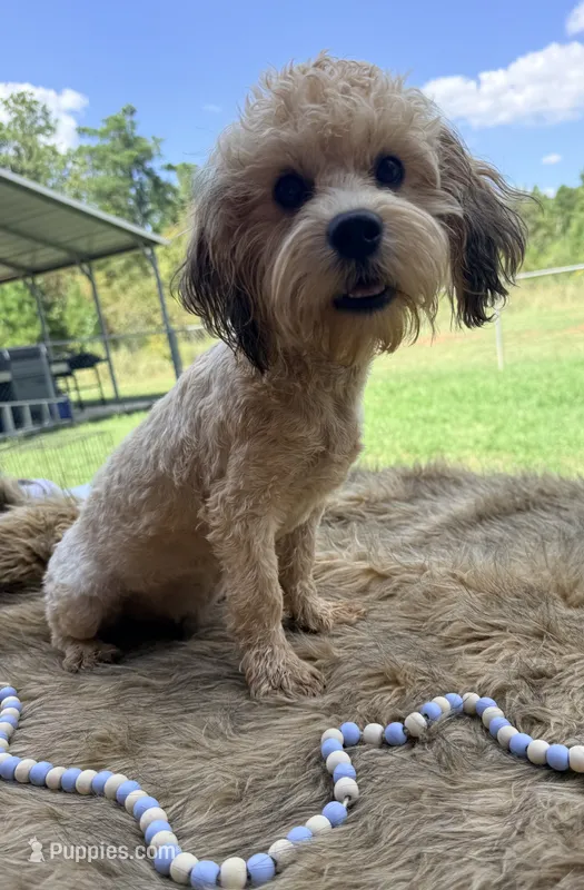 Doc – Shihpoo puppy for sale in Rusk, TX