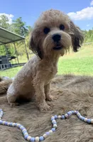 Doc, a male Shihpoo for sale in Rusk, TX – 1 of 4
