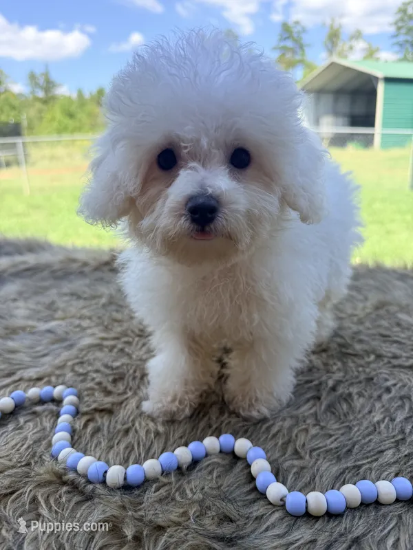 Luke – Poochon puppy for sale in Rusk, TX