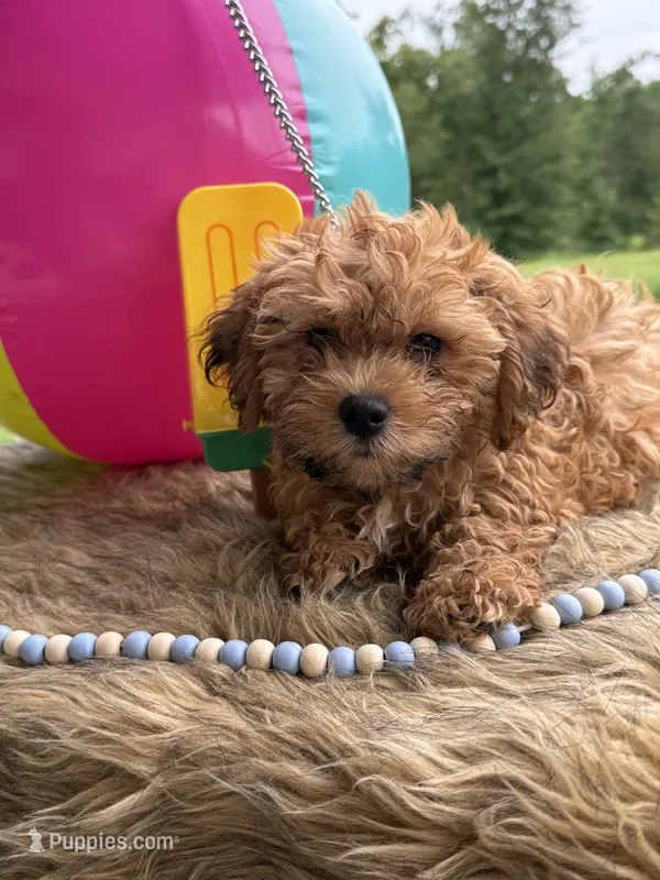 Rooster – Shihpoo puppy for sale in Rusk, TX