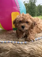 Rooster, a male Shihpoo for sale in Rusk, TX – 1 of 1