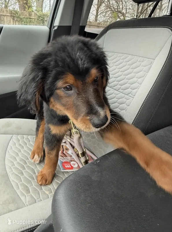 Bailey – Australian Shepherd, Golden Retriever puppy for sale in Mishawaka, IN