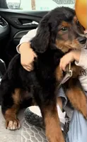 Bailey, a female Australian Shepherd and Golden Retriever for sale in Mishawaka, IN – 2 of 2