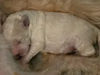 Romulus, a male Miniature Labradoodle for sale in Mililani, HI – Photo 1 of 2