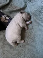 Romulus, a male Miniature Labradoodle for sale in Mililani, HI – Photo 2 of 2