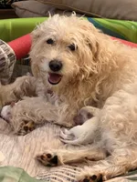 Remus, a male Miniature Labradoodle for sale in Mililani, HI – Photo 2 of 2