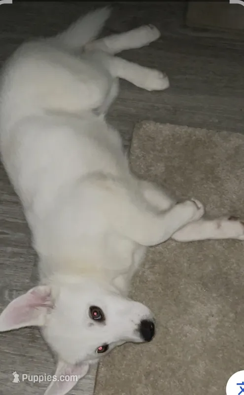 Diamond  – Alaskan Husky puppy for sale in Hopewell, VA