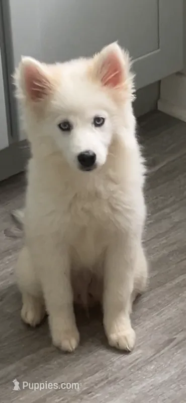 Isis  – Siberian Husky puppy for sale in Hopewell, VA