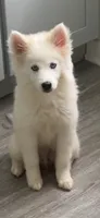 Isis , a female Siberian Husky for sale in Hopewell, VA – 1 of 4