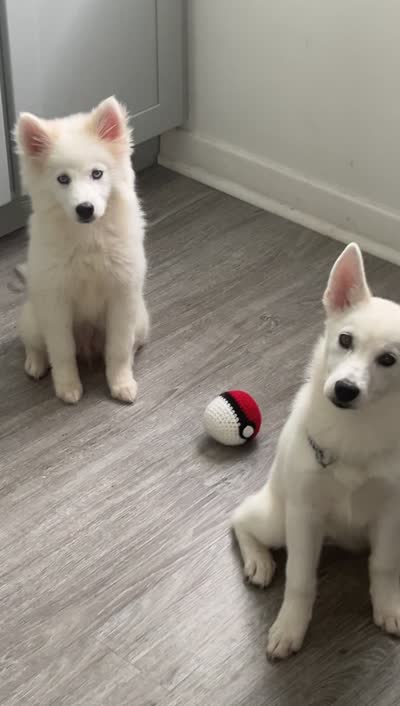 Isis , a female Siberian Husky for sale in Hopewell, VA – 3 of 4