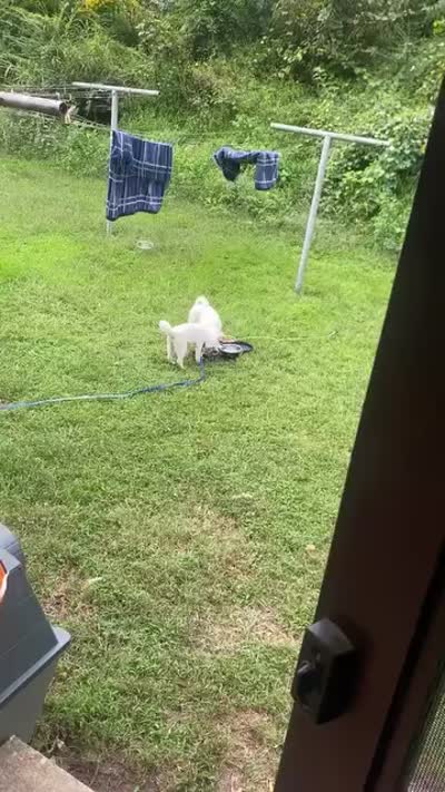 Isis , a female Siberian Husky for sale in Hopewell, VA – 2 of 4