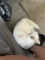 Diamond , a female Alaskan Husky for sale in Hopewell, VA – 2 of 2